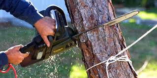 Best Fruit Tree Pruning  in Bakersfield Country Clu, CA