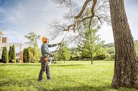 Best Tree and Shrub Care  in Bakersfield Country Clu, CA