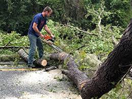 Best Tree Trimming and Pruning  in Bakersfield Country Clu, CA