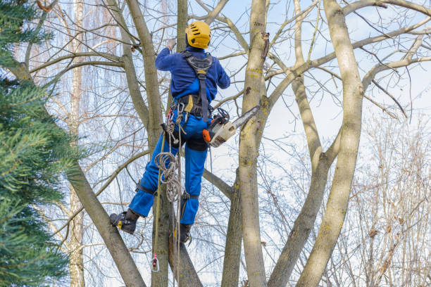  Bakersfield Country Clu, CA Tree Services Pros