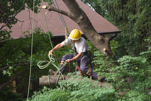 Leaf Removal in Bakersfield Country Clu, CA