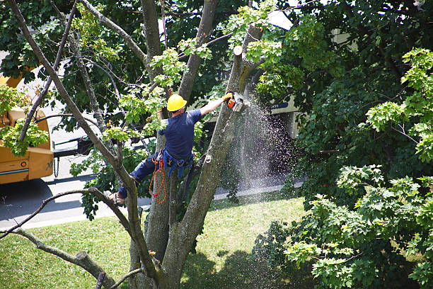 Bakersfield Country Clu, CA Tree Services Company